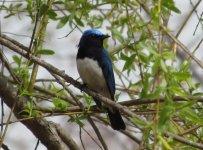 Blue and White Flycatcher.jpg