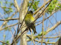 Eurasian Siskin.jpg