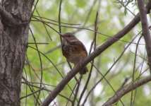 Grey-backed Thrush.jpg