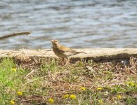 Pale Thrush.jpg