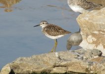 Wood Sandpiper.jpg