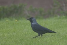 Eatern Jackdaw ?-2.jpg