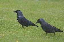 Eatern Jackdaw ?.jpg