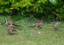 Goldfinch family.jpg