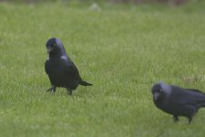 Eatern Jackdaw ?-3.jpg