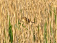 Black-browed Reed Warbler.jpg