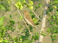 Common Rosefinch.jpg