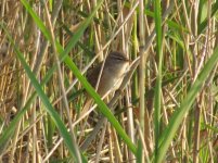 Dusky Warbler.jpg