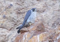 Peregrine Falcon.jpg