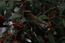 U:E Waxwing_4783.jpg