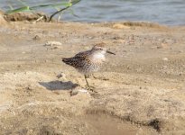 Sharp-tailed Sandpiper.jpg