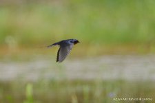 JAY_9059 Barn Swallow.jpg