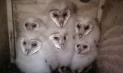 barn owl family_0055.JPG