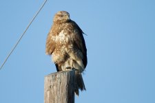 Presumed-Steppe-Buzzard-(5).jpg