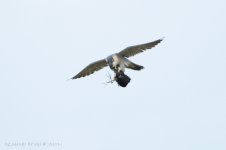 JAY_1287_Peregrine_Falcon.jpg