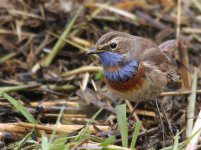 Bluethroat.jpg