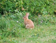 small-golden-bunny.jpg