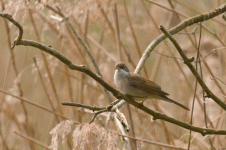 whitethroat.gif