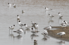 Avocet-(2).gif