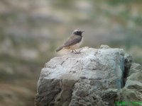 17th wheatear.jpg