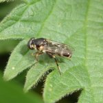 Canal Hoverflies 01.JPG