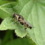 Canal Hoverflies 02.JPG