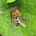 Canal Hoverflies 04.JPG