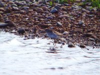 Wood Sand UW 150511.jpg