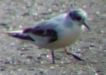 little gull.jpg