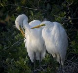 great egrets breed nex5 zm_DSC1731.jpg