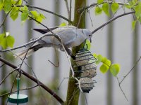 Dove feeder.jpg