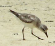 GRey Plover.jpg