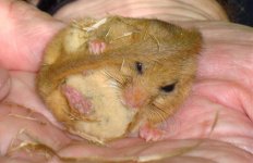 hazel dormouse, Maulden Wood.jpg