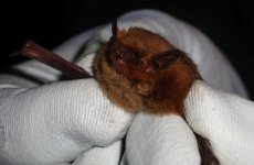 Soprano pipistrelle, Wimpole.JPG