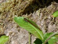 Large Red Damselfly (Custom).JPG