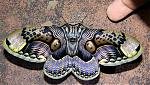Sichuan moth sp.jpg