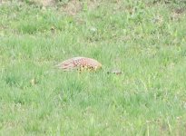 Common Pheasant.jpg