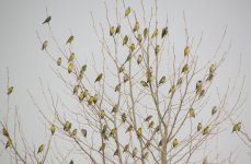 Eurasian Siskin.jpg