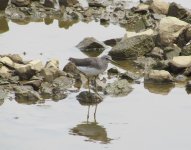 Green Sandpiper.jpg