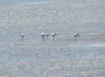 Black-faced Spoonbill.jpg