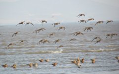 Black-tailed Godwit.jpg