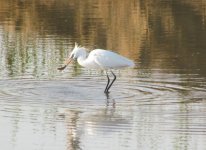 Chinese Egret.jpg