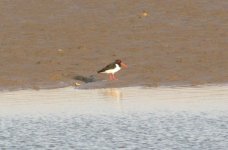 Eurasian Oystercatcher.jpg