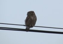 Little Owl.jpg