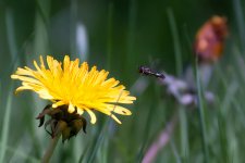 Hoverfly7.jpg