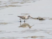 Terek Sandpiper.jpg