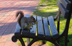 DSCN4647 Grey Squirrel Lafayette Park.jpg