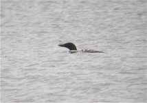 Great Northern Diver May 16th 2.jpg