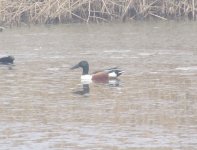 Northern Shoveler.jpg