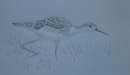 Sketch Marsh Sandpiper.jpg